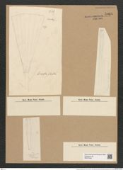 Licmophora flabellata (Carm.) Ag. (de-Toni-Nr.: Genus 86, Species 2953) Zeichnungen Sammlung Grunow Nr. 5966 (NHMW-BOT-W0374442)